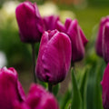 Tulipe 'Purple Prince'