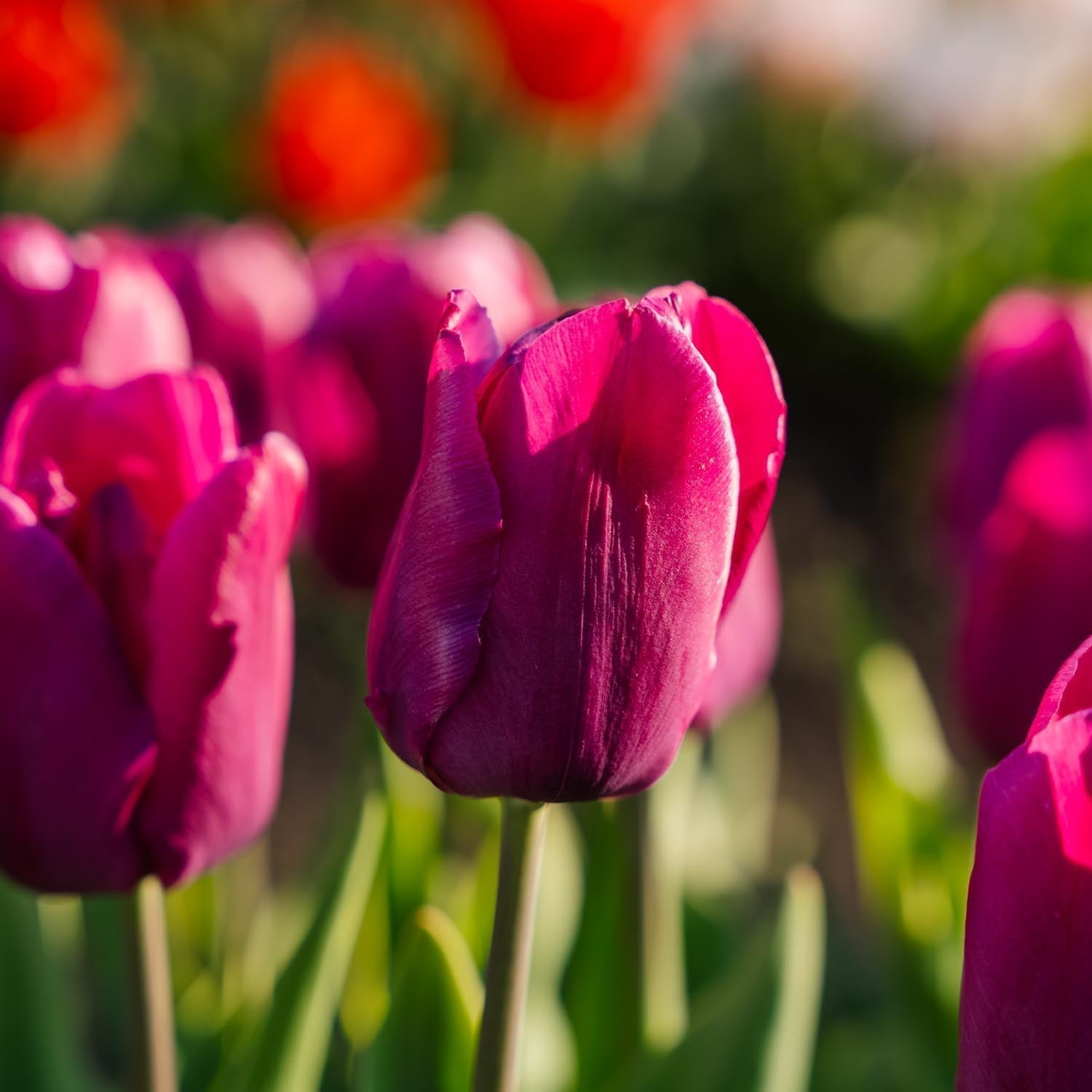 Tulipe 'Purple Prince'