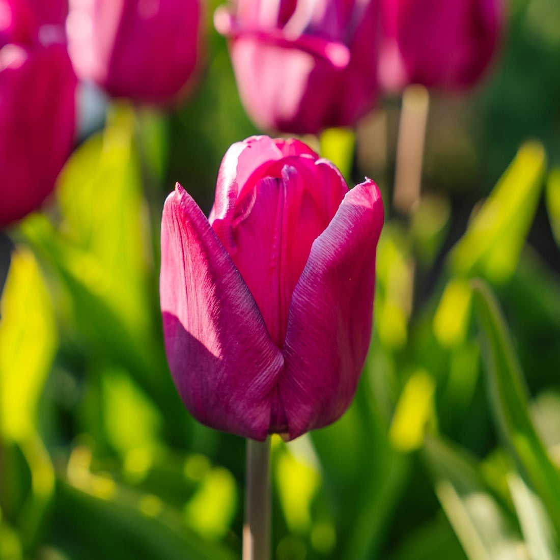 Tulipe 'Purple Prince'