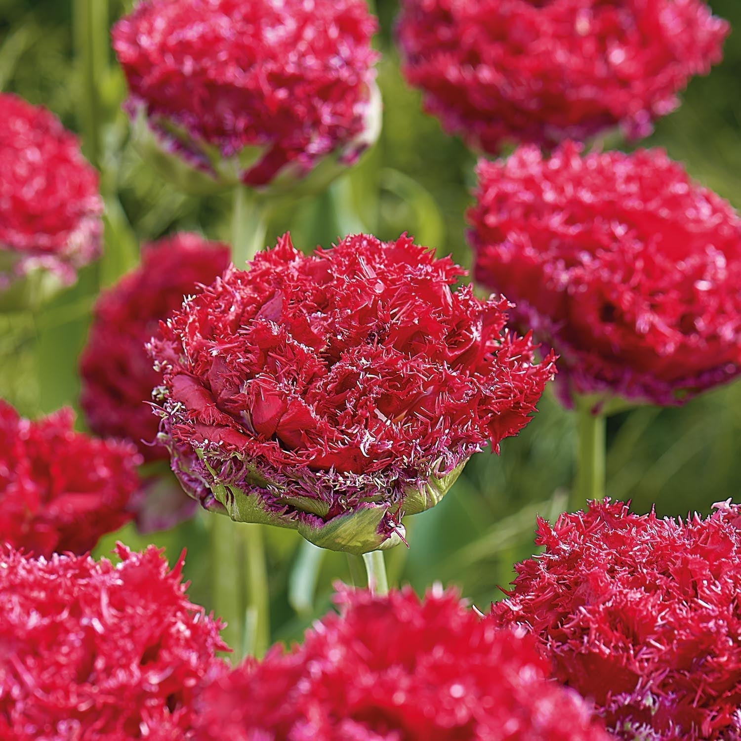Tulipe 'Qatar'
