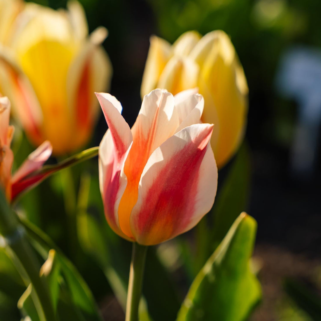 Tulipe 'Quebec'