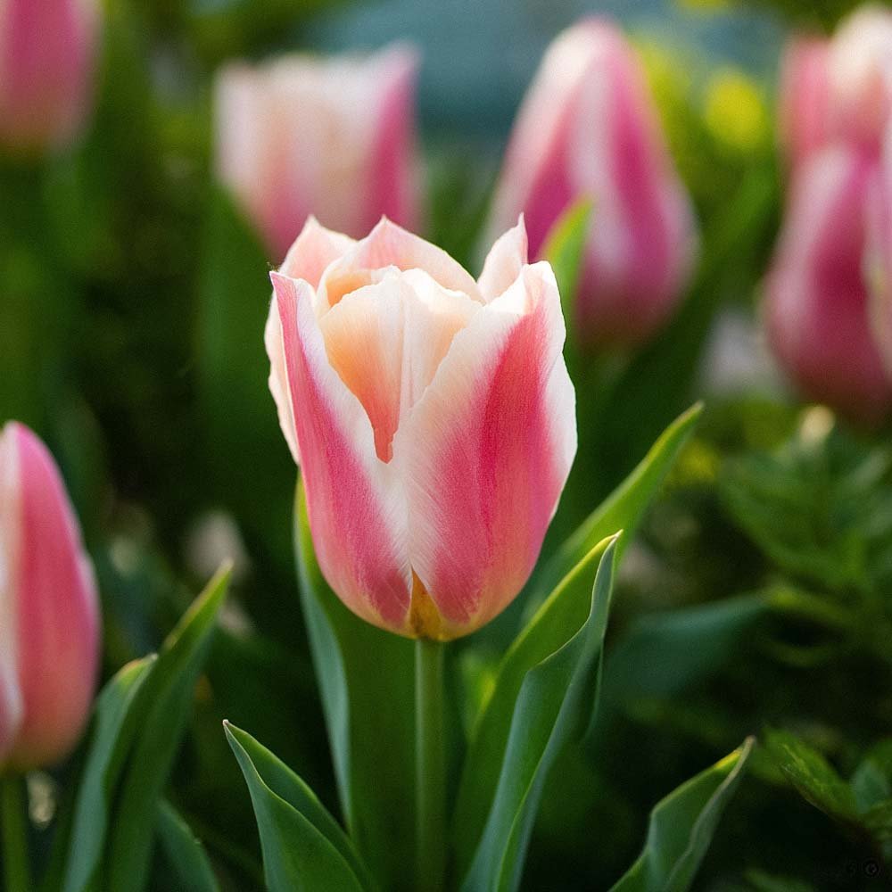Tulipe 'Quebec'