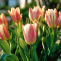 Tulipe 'Quebec'