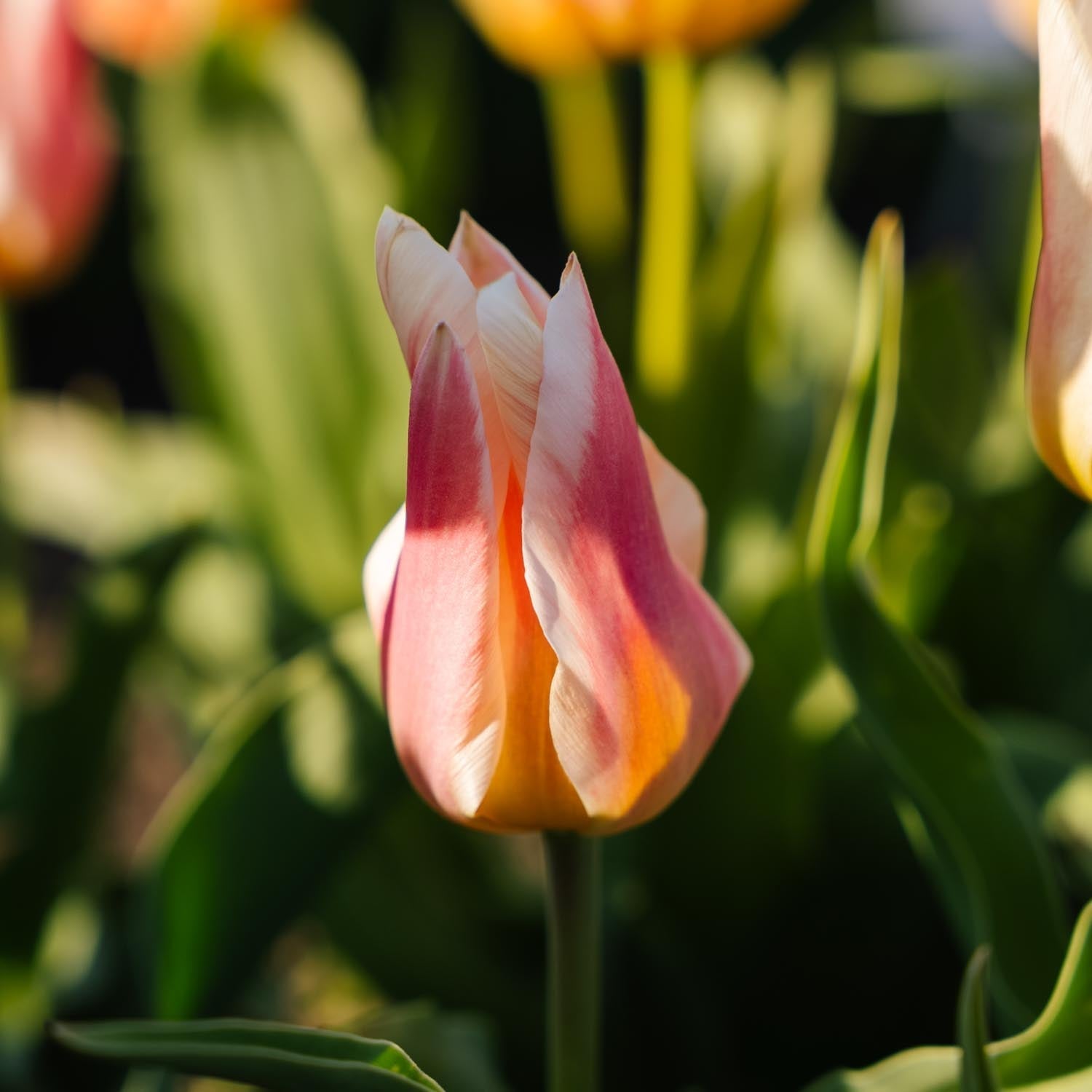Tulipe 'Quebec'