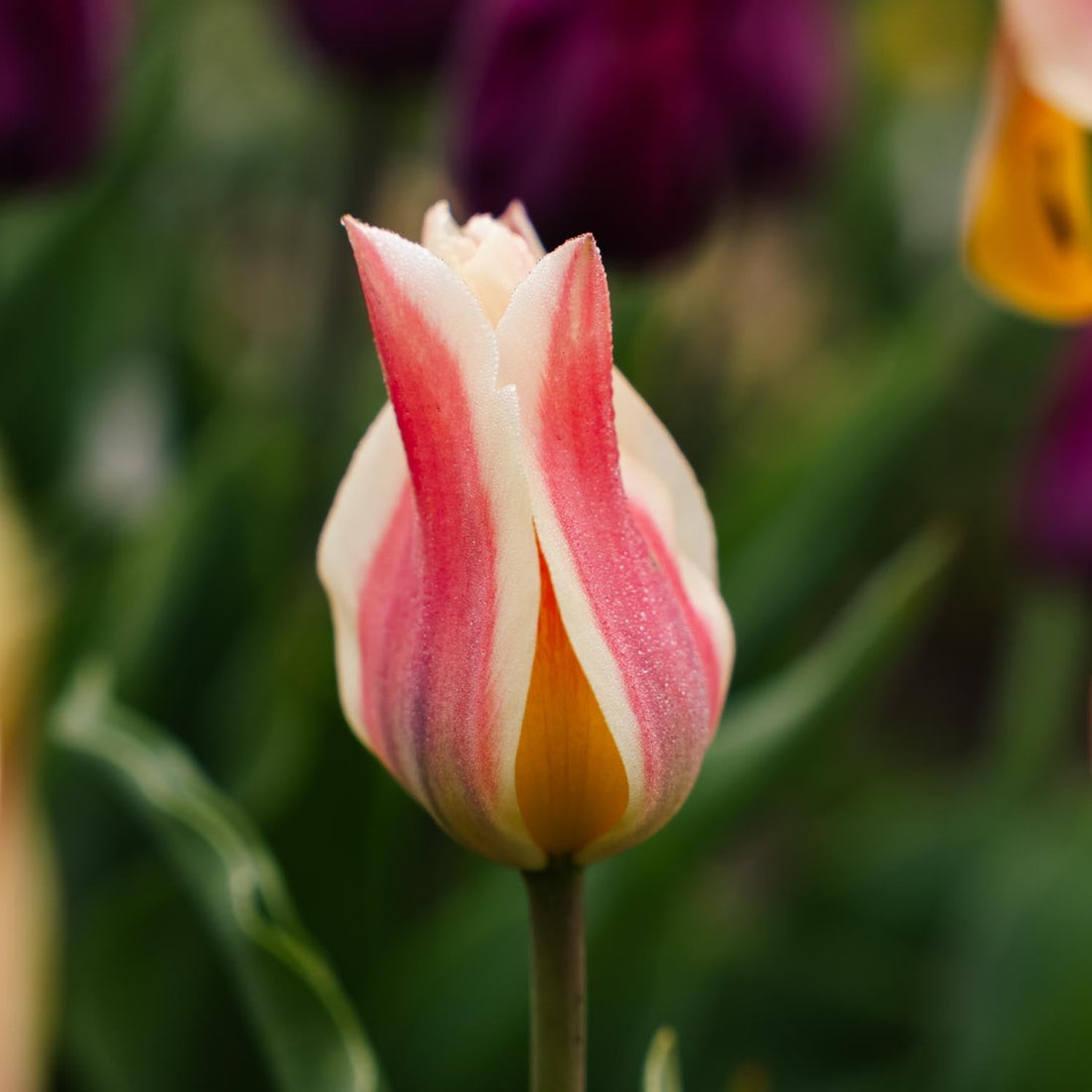 Tulipe 'Quebec'