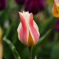Tulipe 'Quebec'