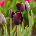 Tulipe 'Queen Of Night'