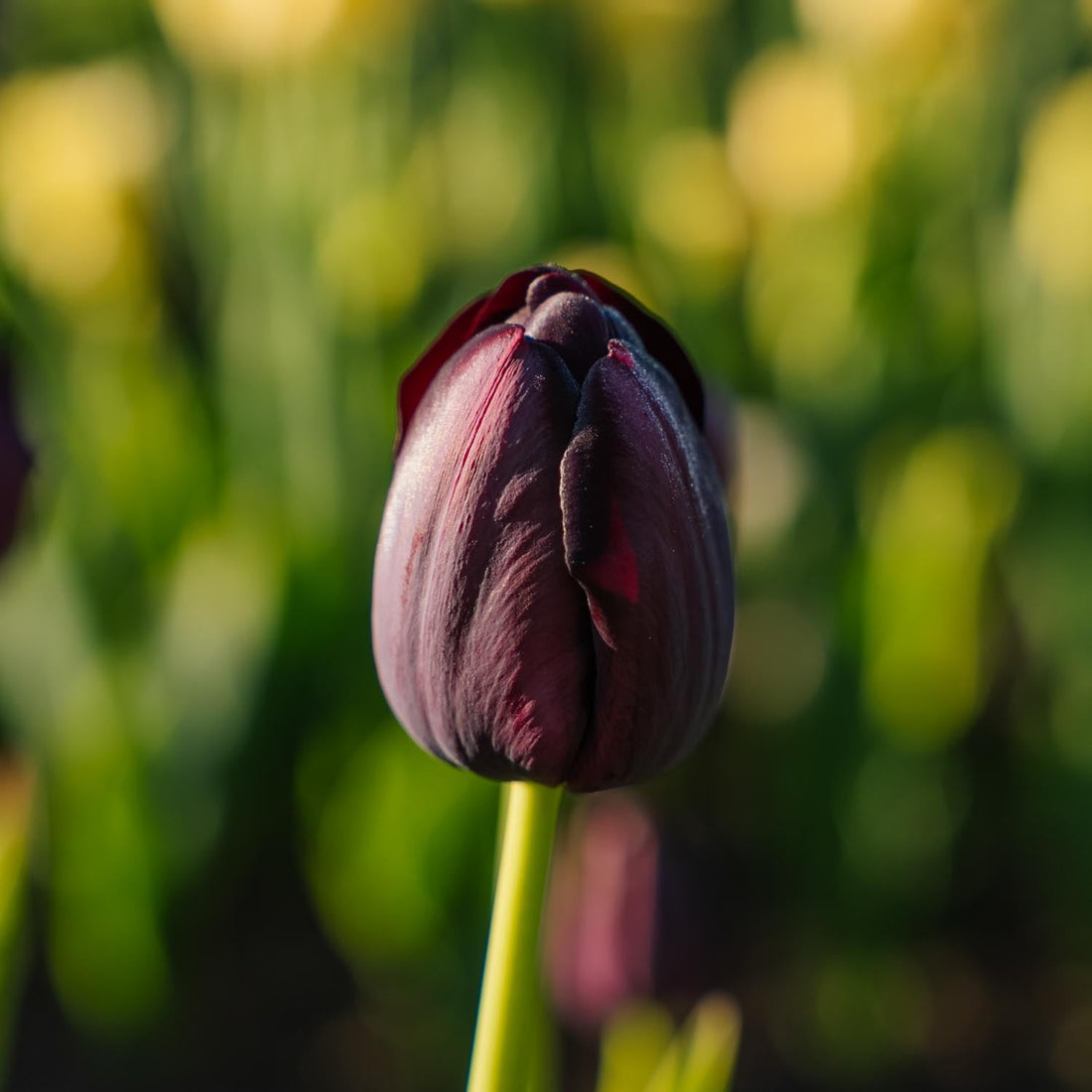 Tulipe 'Queen Of Night'