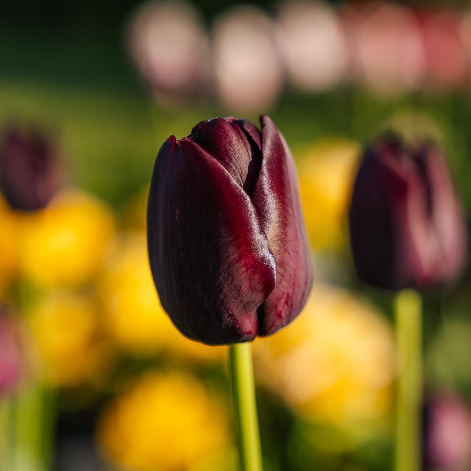Tulipe 'Queen Of Night'