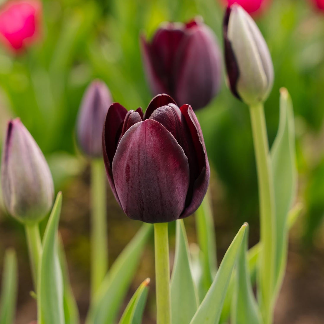 Tulipe 'Queen Of Night'