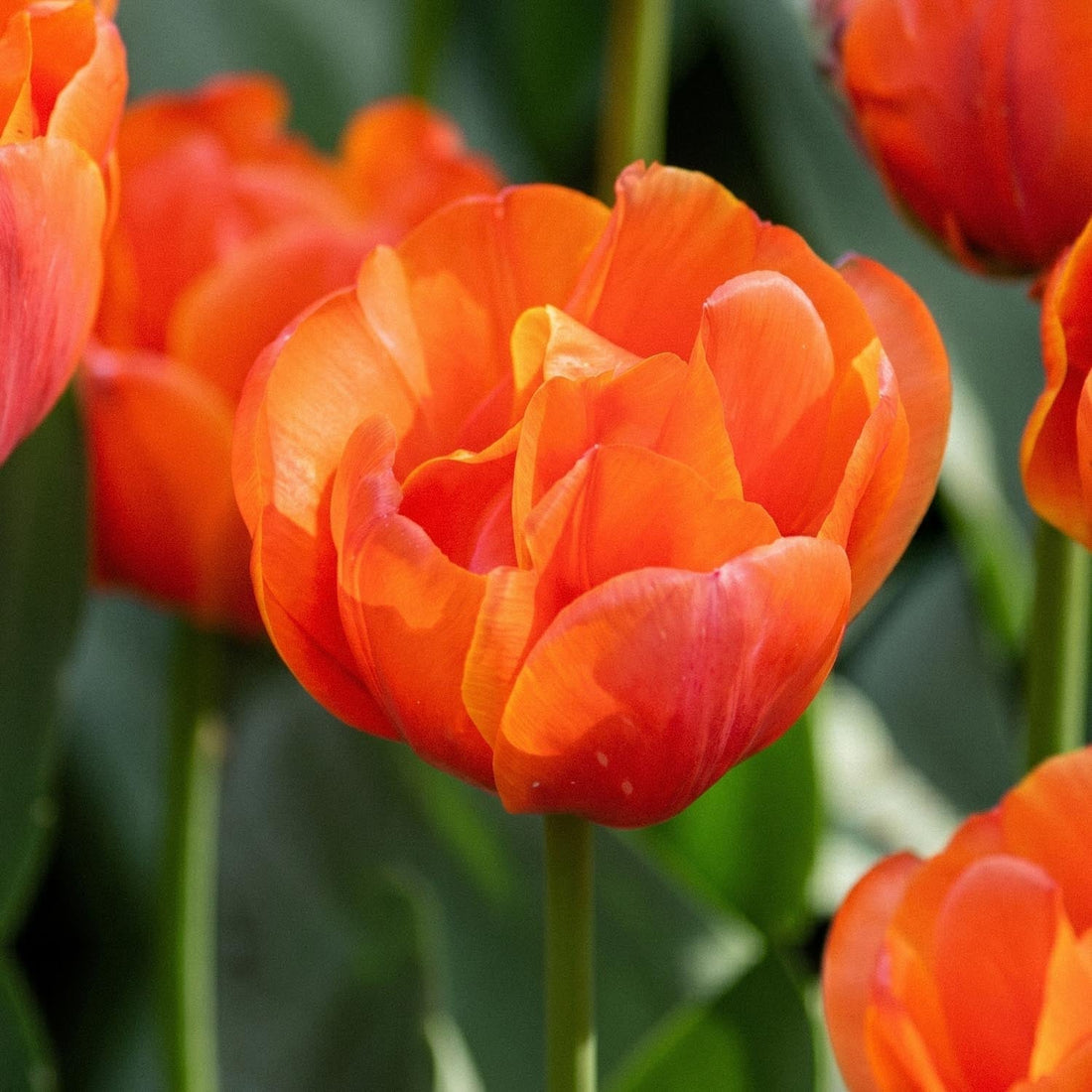 Tulipe 'Queensday'