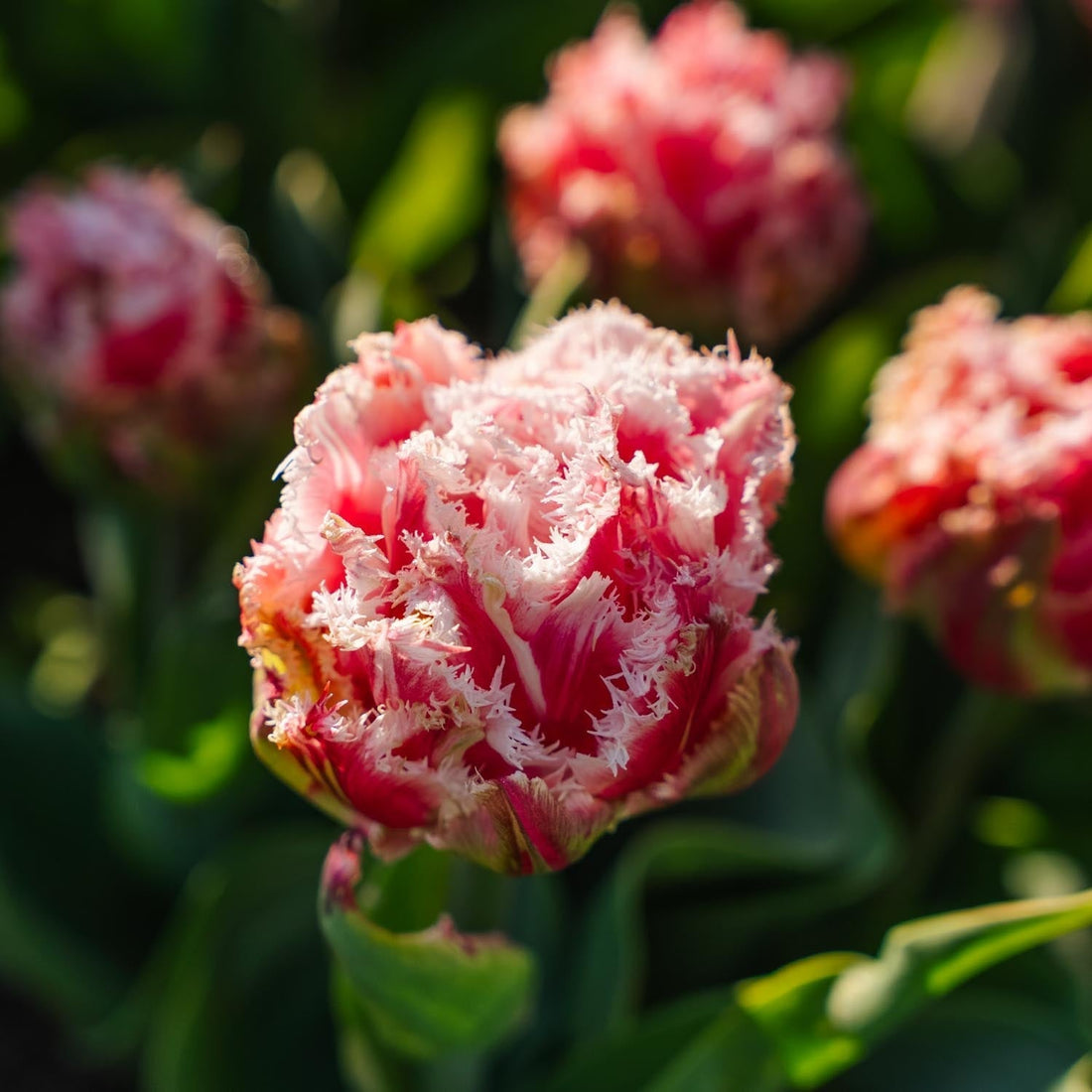 Tulipe 'Queensland'