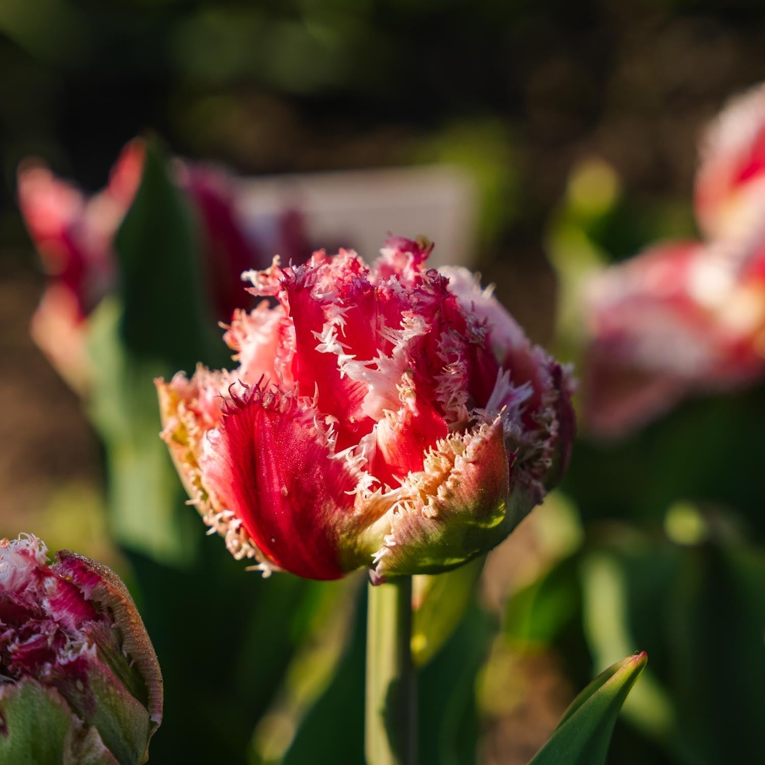 Tulipe 'Queensland'