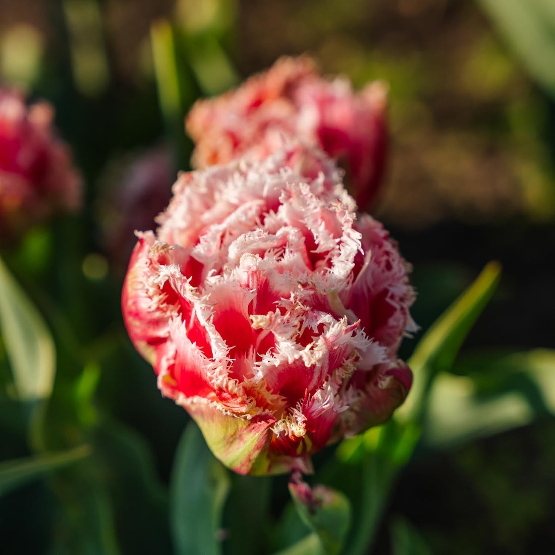 Tulipe 'Queensland'