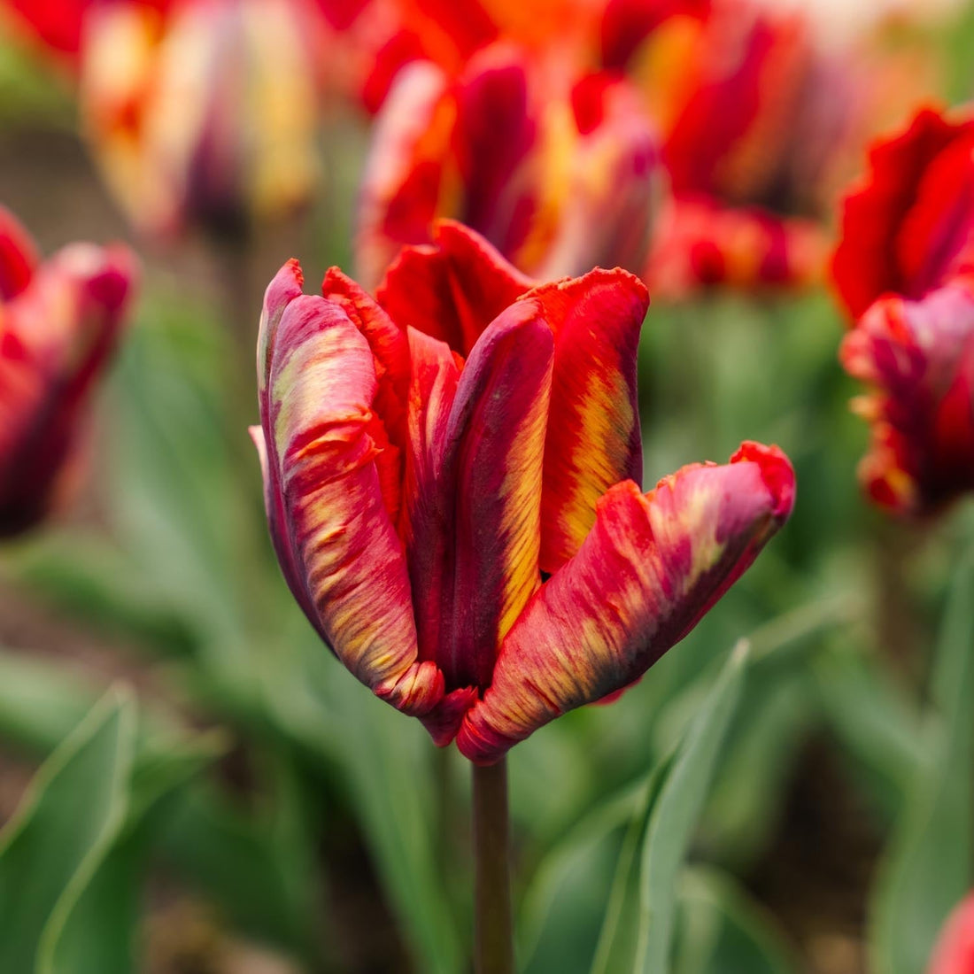 Tulipe 'Rasta Parrot'