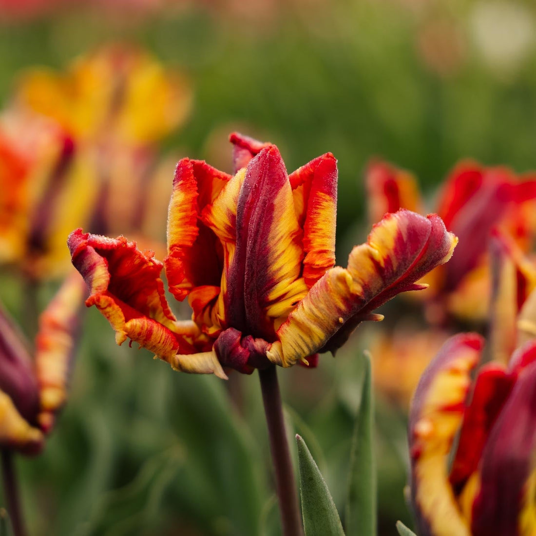 Tulipe 'Rasta Parrot'