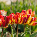 Tulipe 'Rasta Parrot'