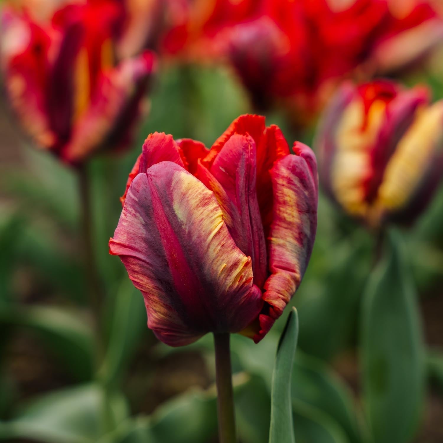 Tulipe 'Rasta Parrot'