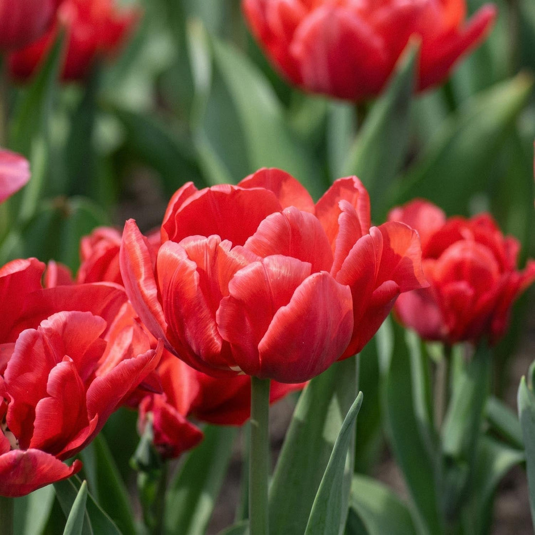 Tulipe 'Red Foxtrot'