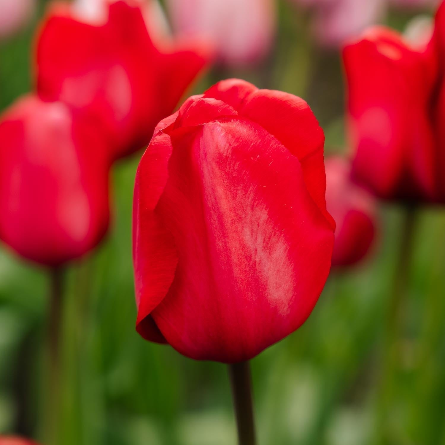 Tulipe 'Red Impression'