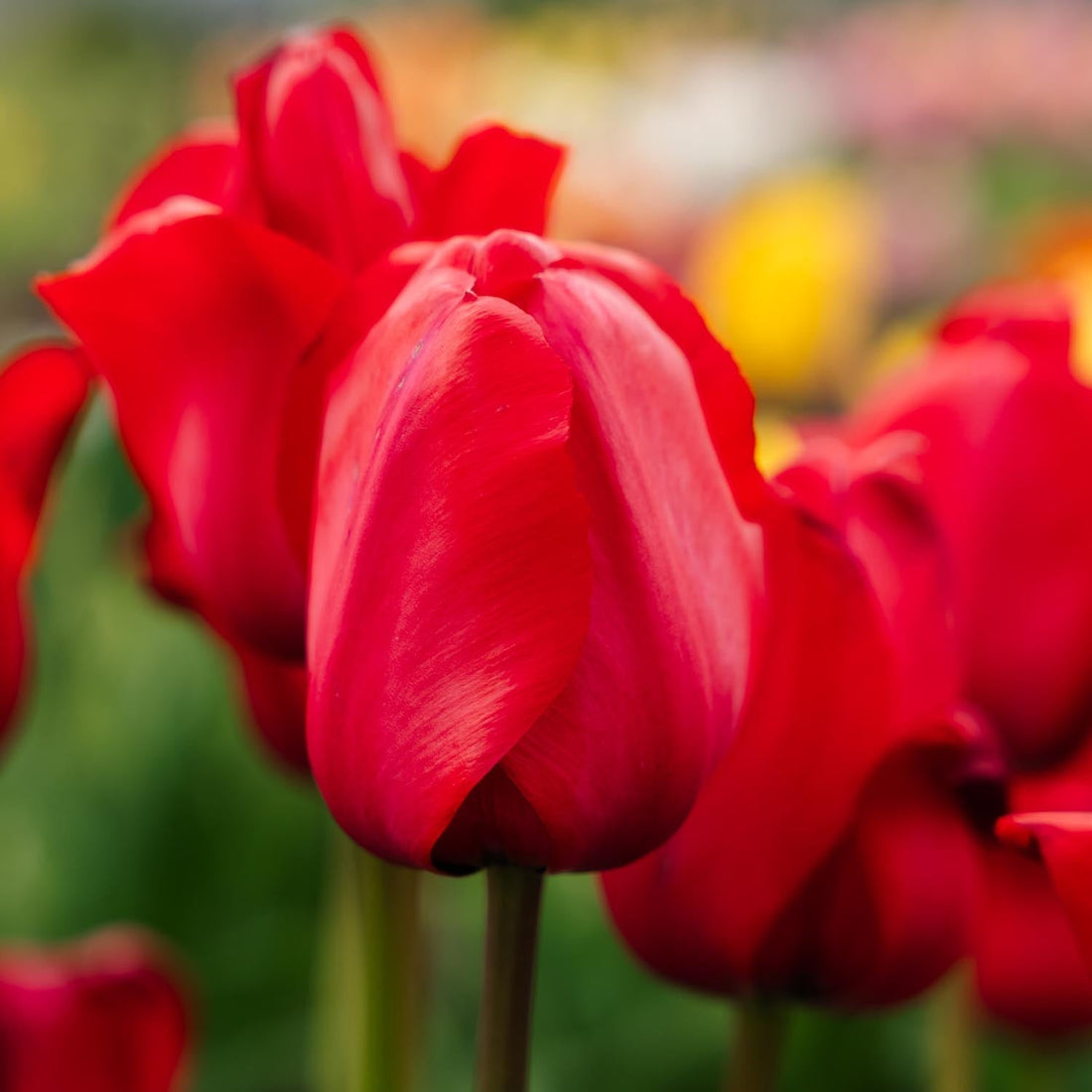 Tulipe 'Red Impression'