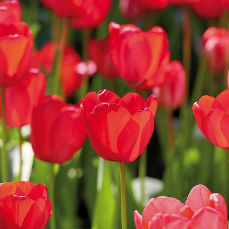 Tulipe 'Red Impression'