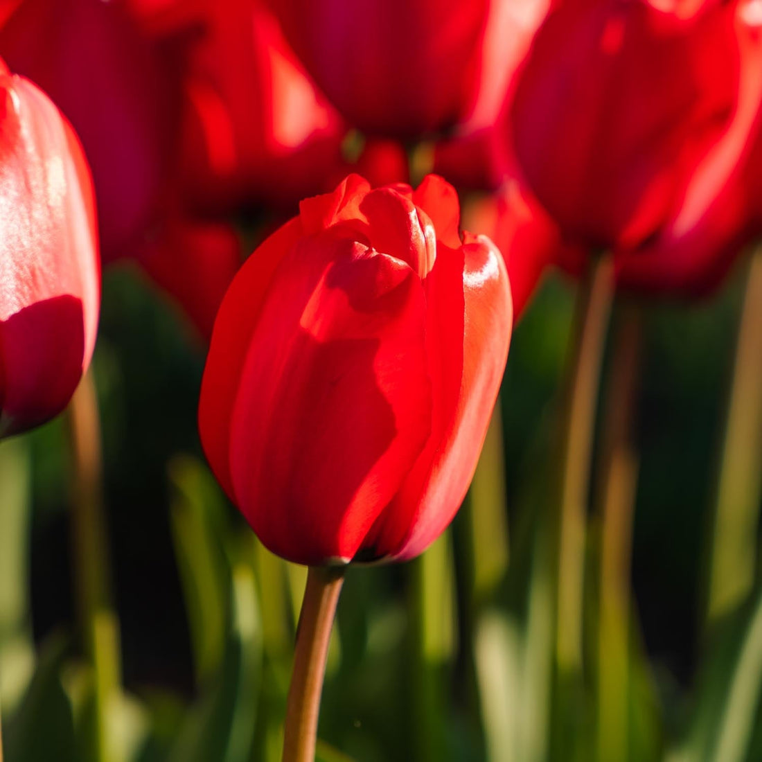 Tulipe 'Red Impression'
