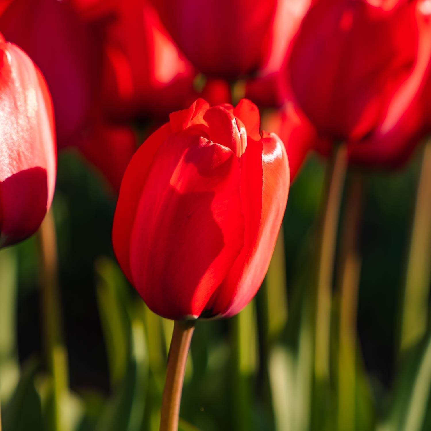 Tulipe 'Red Impression'