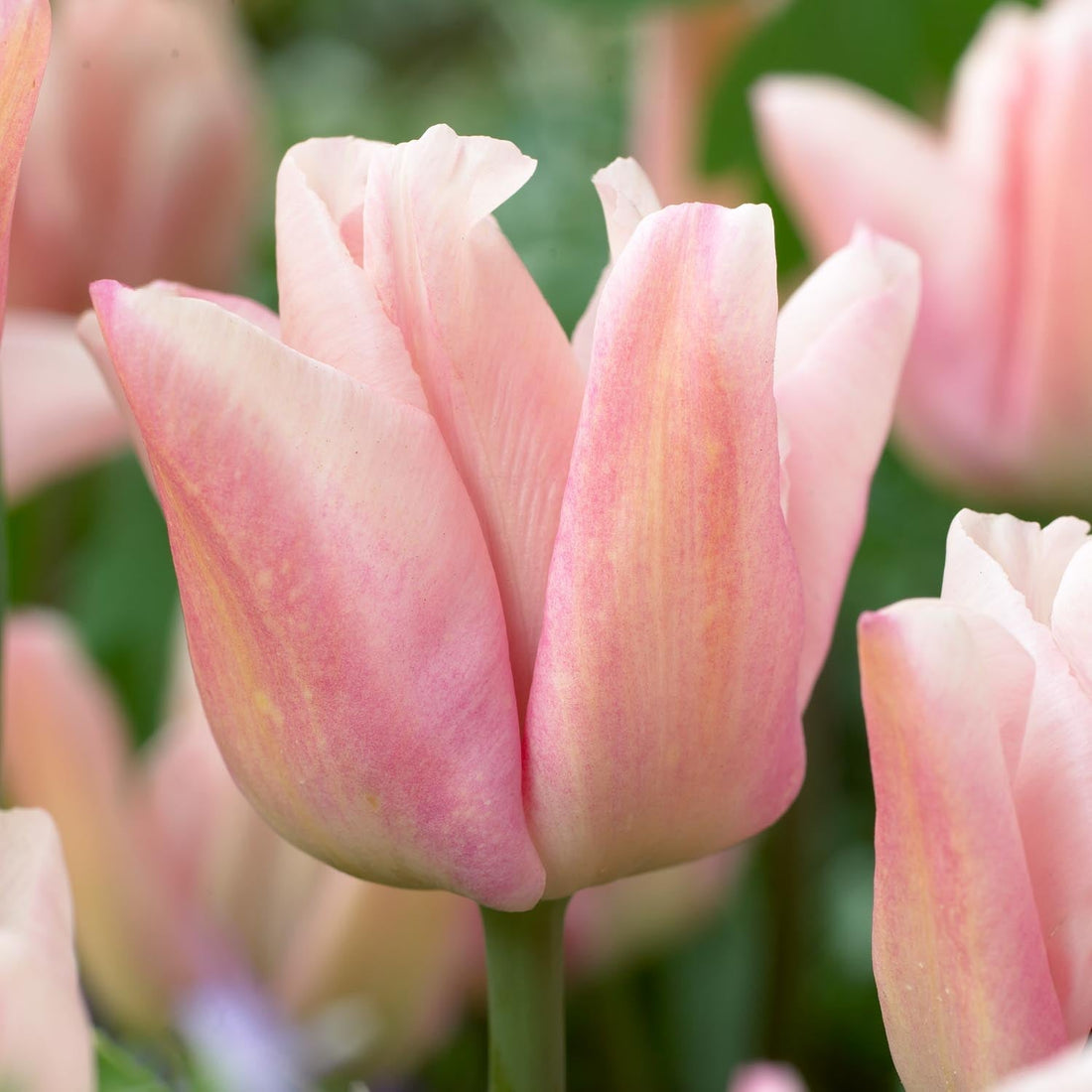 Tulipe 'Rejoyce'