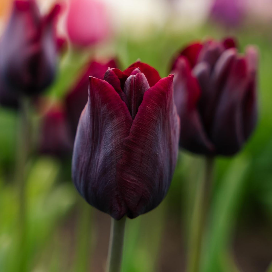 Tulipe 'Ronaldo'