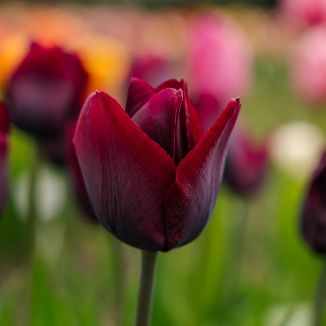 Tulipe 'Ronaldo'