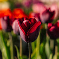 Tulipe 'Ronaldo'