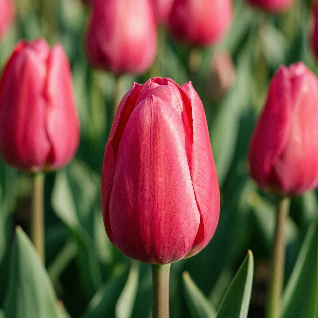 Tulipe 'Rosy Delight'