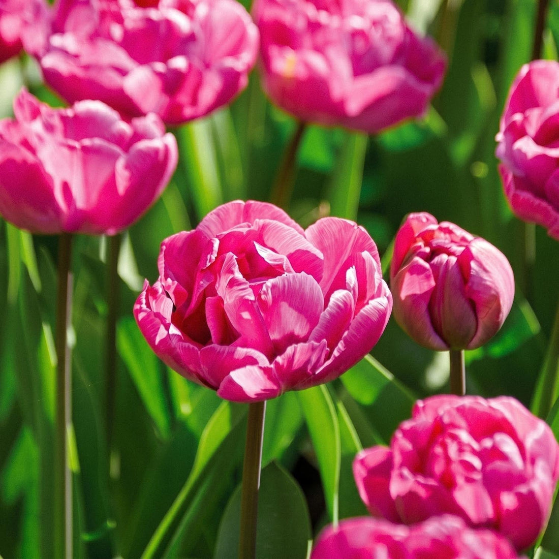Tulipe 'Rosy Diamond'