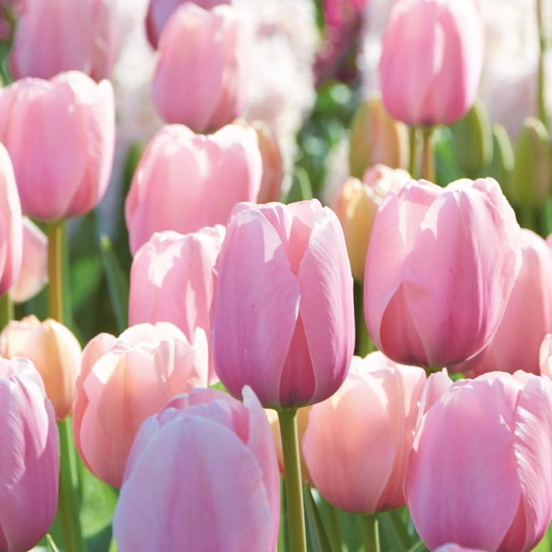 Tulipe 'Salmon Impression'