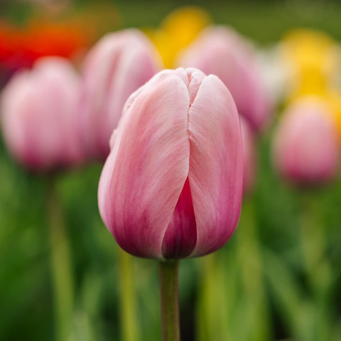 Tulipe 'Salmon Impression'