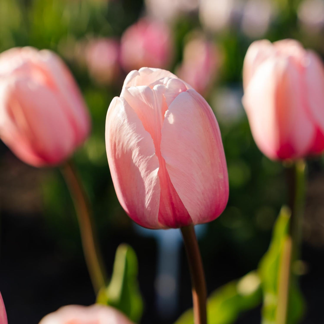 Tulipe 'Salmon Impression'