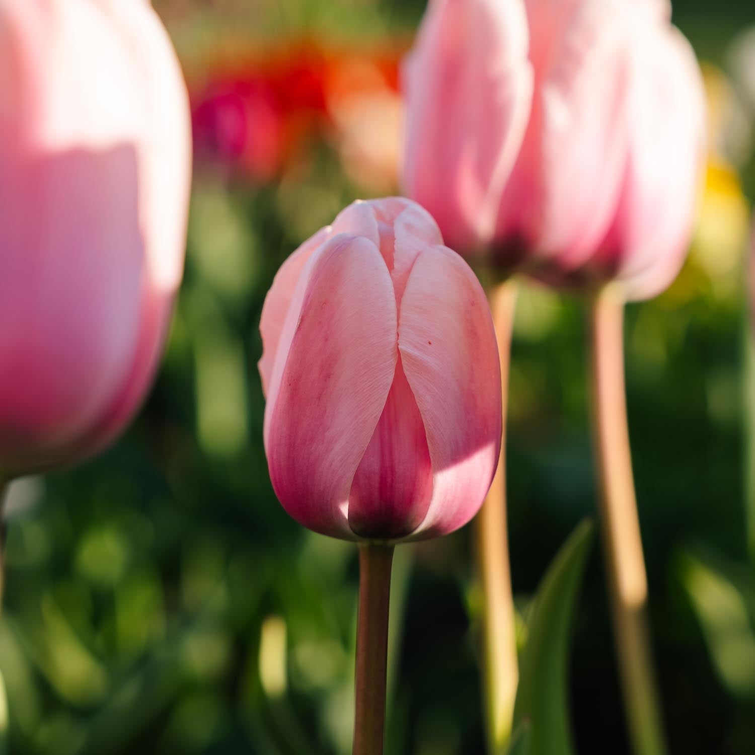 Tulipe 'Salmon Impression'