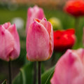 Tulipe 'Salmon Prince'