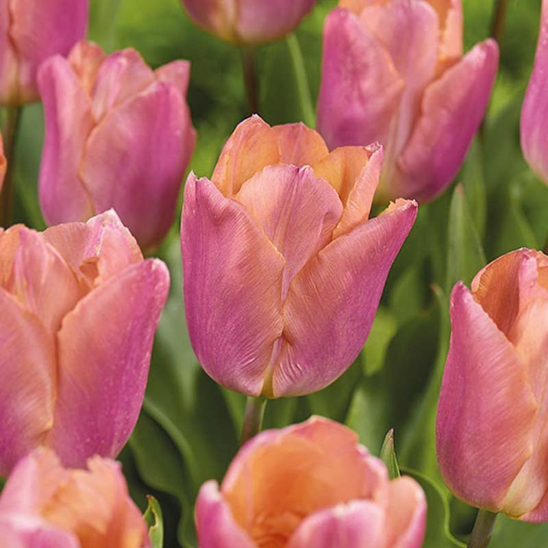 Tulipe 'Salmon Prince'