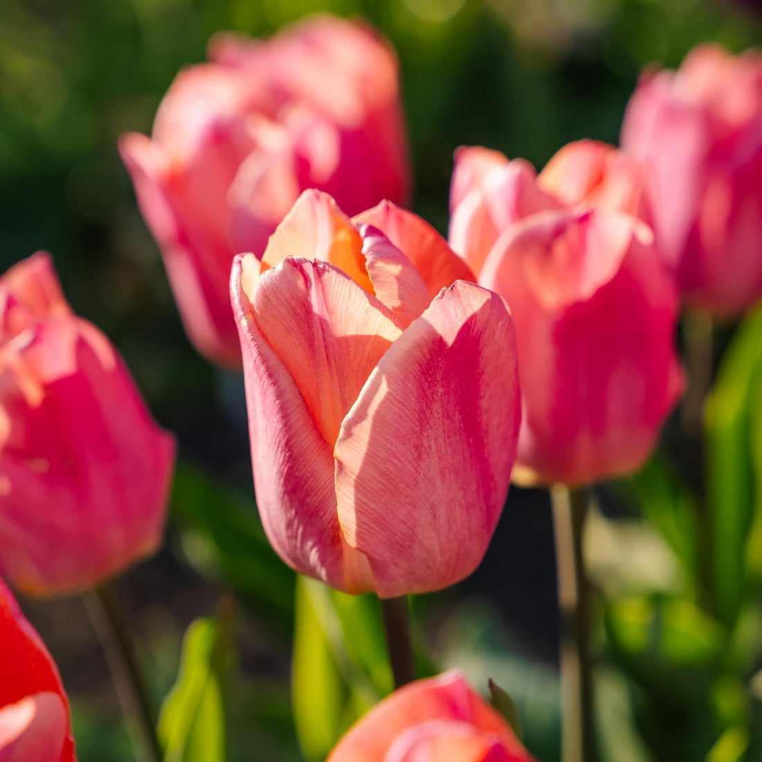 Tulipe 'Salmon Prince'