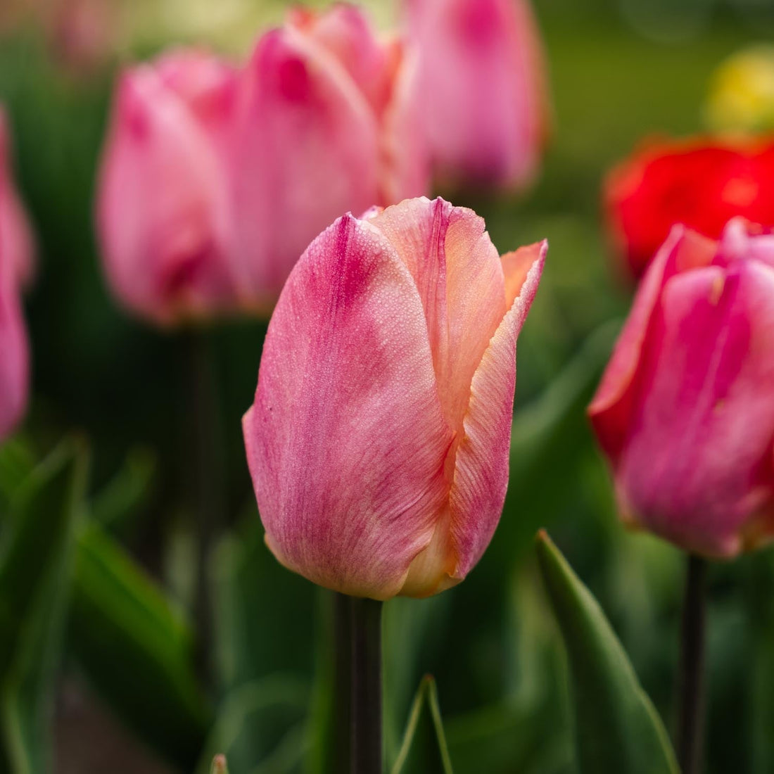 Tulipe 'Salmon Prince'