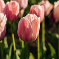 Tulipe 'Salmon van Eijk'