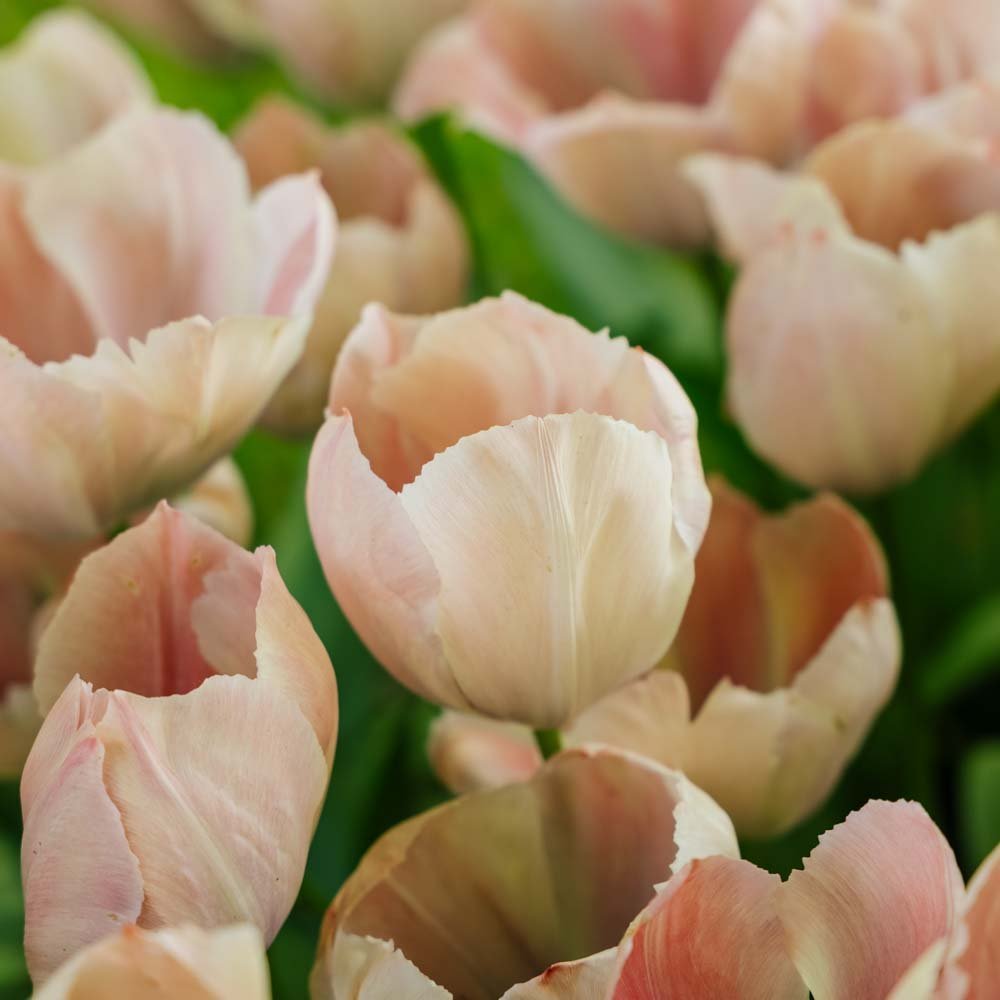 Tulipe 'Salmon van Eijk'