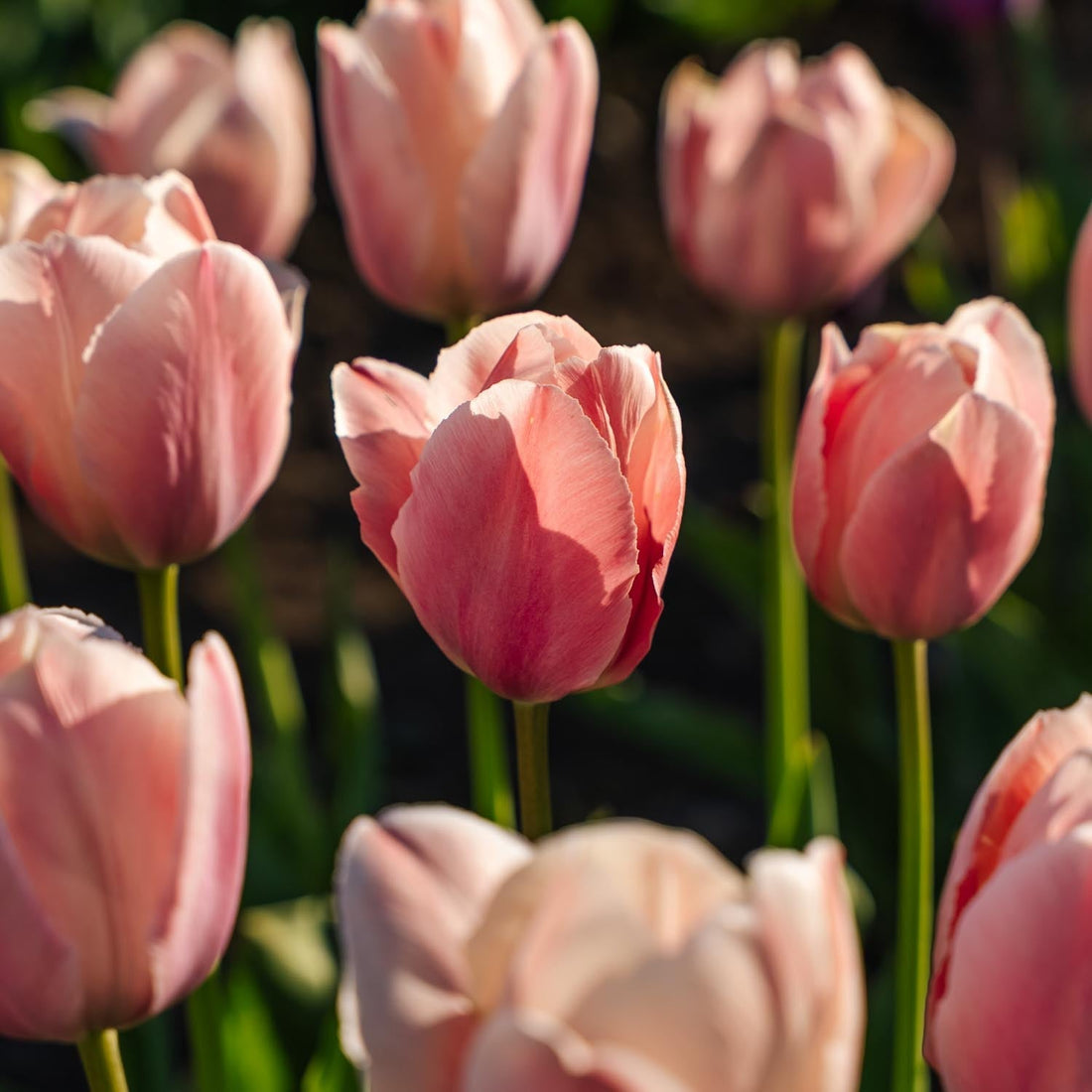 Tulipe 'Salmon van Eijk'