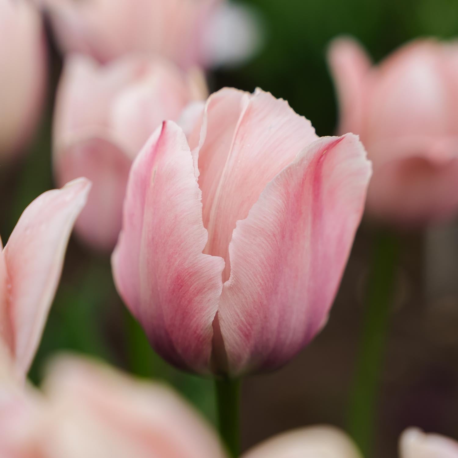 Tulipe 'Salmon van Eijk'