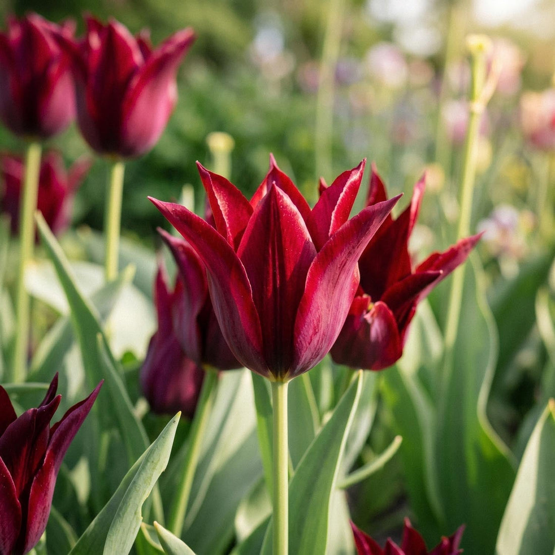 Tulipe 'Sarah Raven'