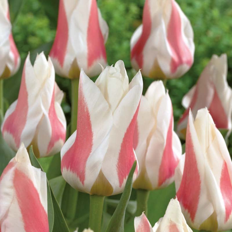 Tulipe 'Serano'