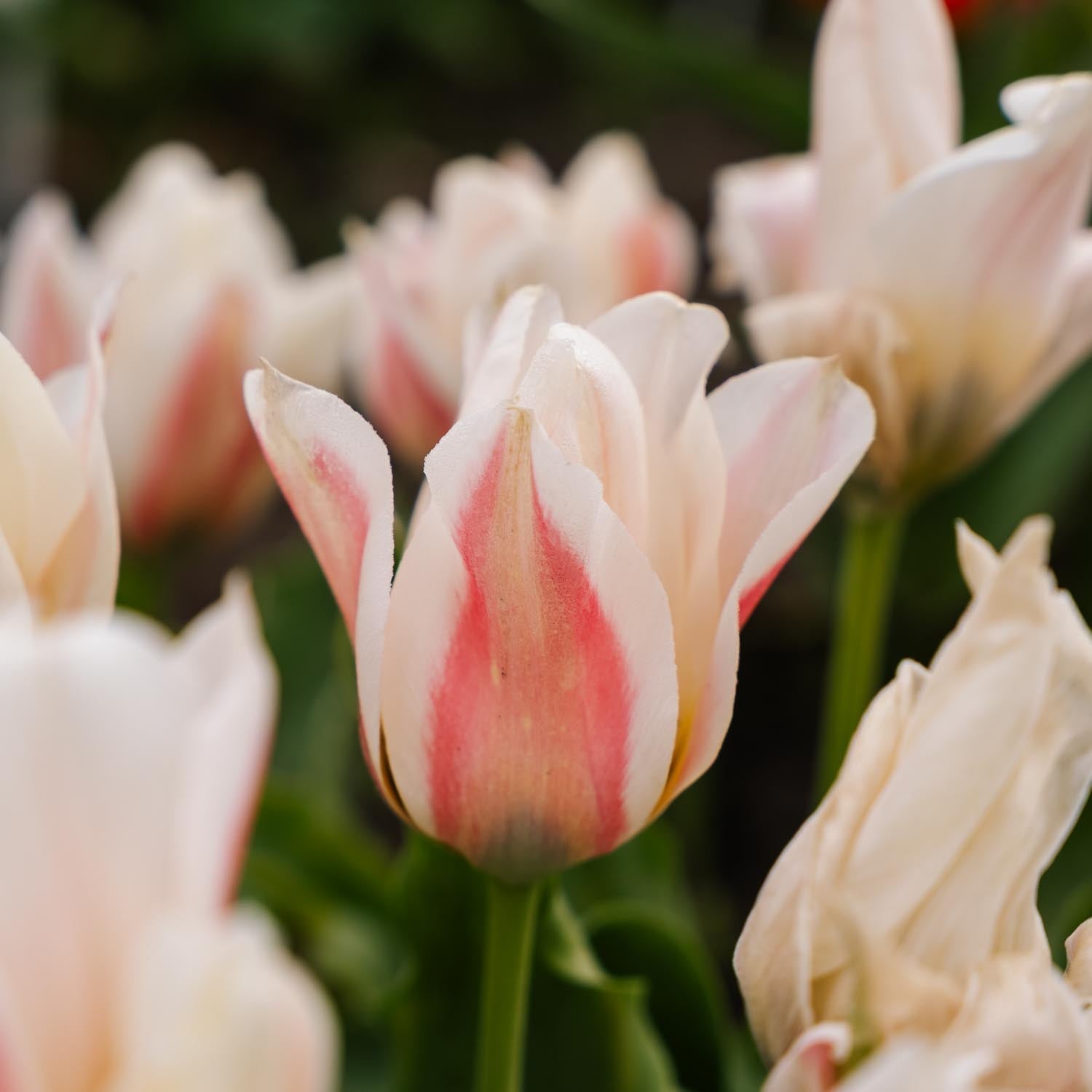 Tulipe 'Serano'