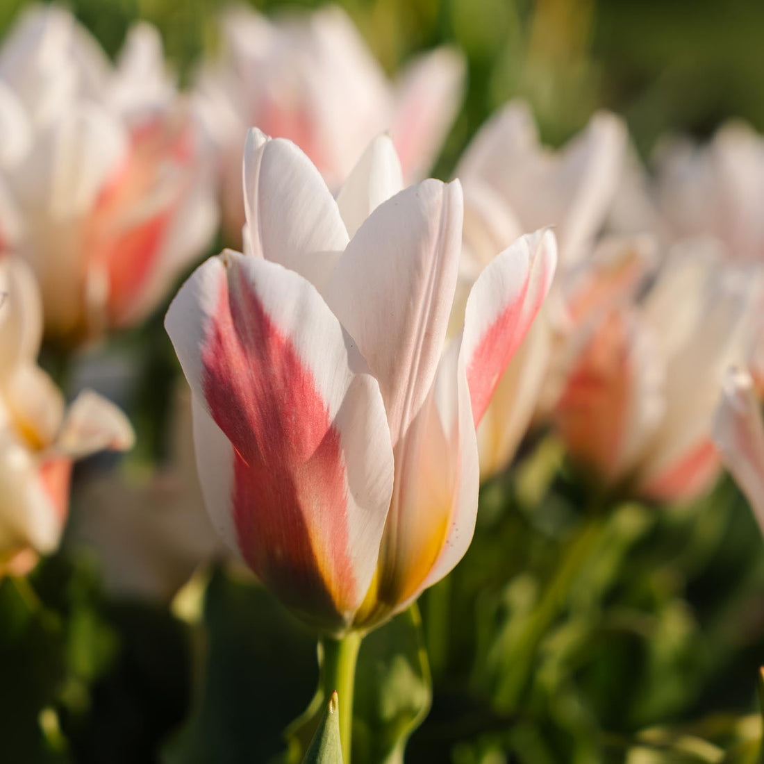Tulipe 'Serano'